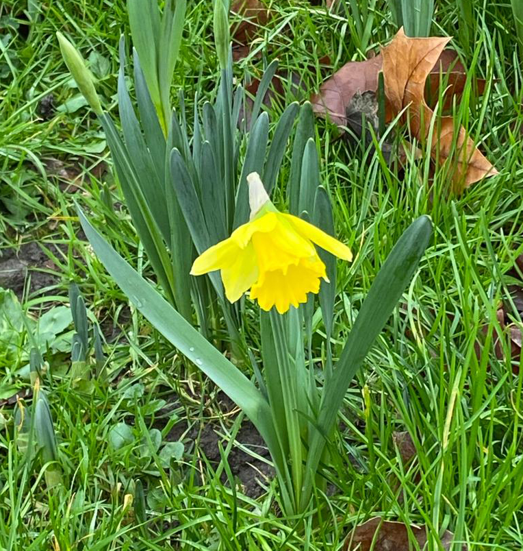 Lente